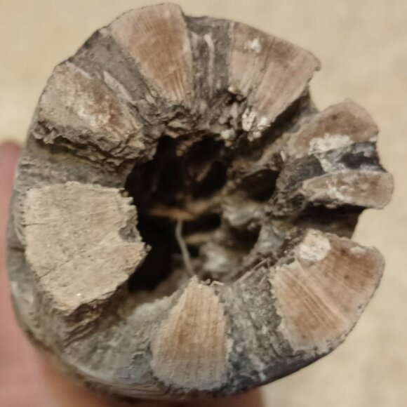 Galapagos Cholla Wood Branch Terrarium Natural Accessory, Regular 12 inches long - Picture 4 of 9